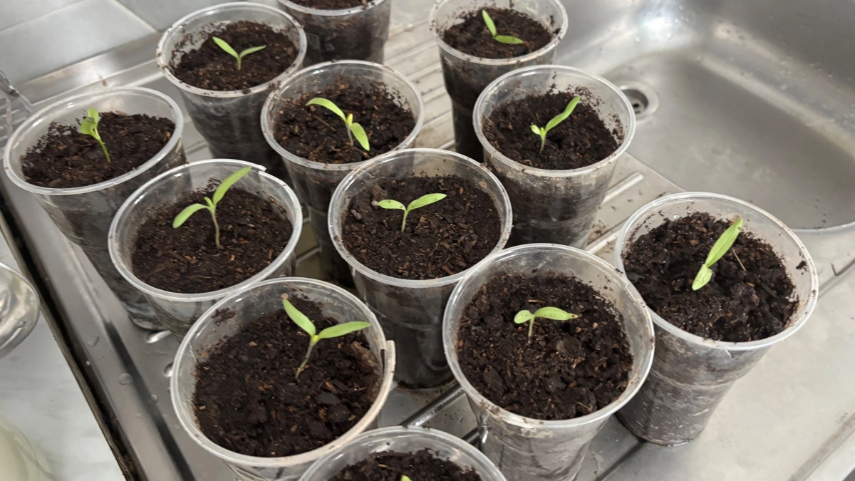 Как я выращиваю рассаду без фитоламп с 2022 года: простой подход, который сэкономил 15 000 рублей