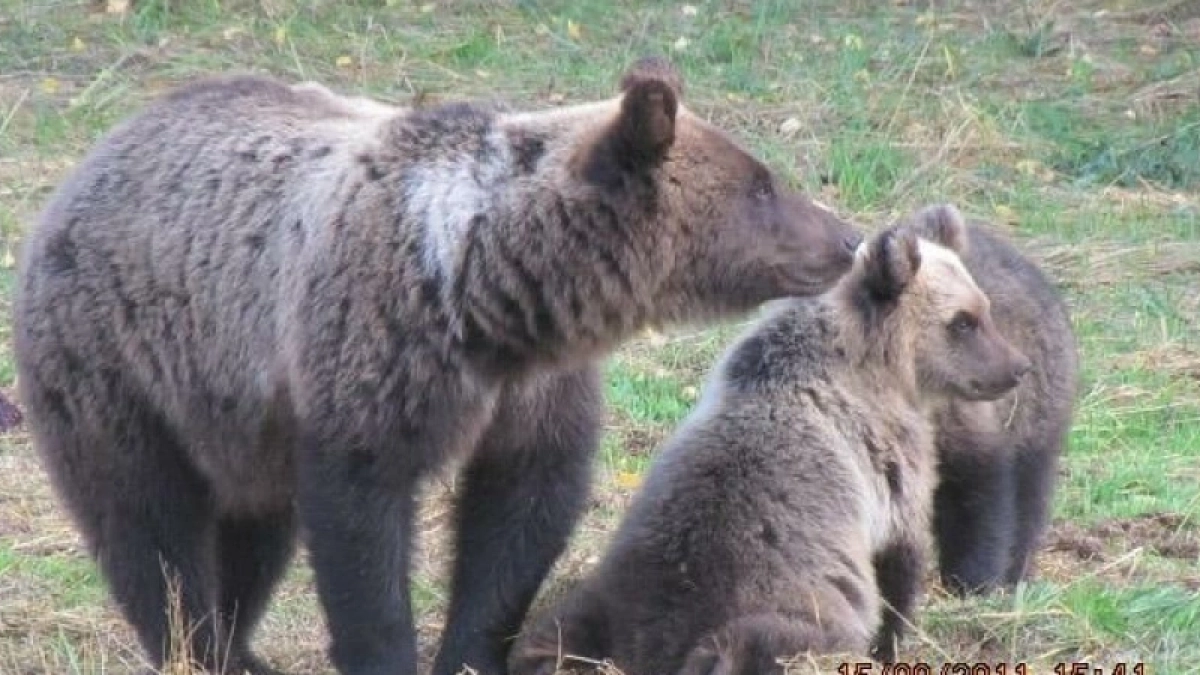 Сезон охоты на бурого медведя открылся в Кировской области