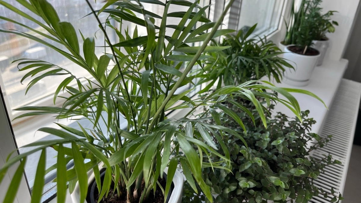 Соседка назвала мой любимый цветок «магнитом для неприятностей». Я не поверила, но через месяц пожалела