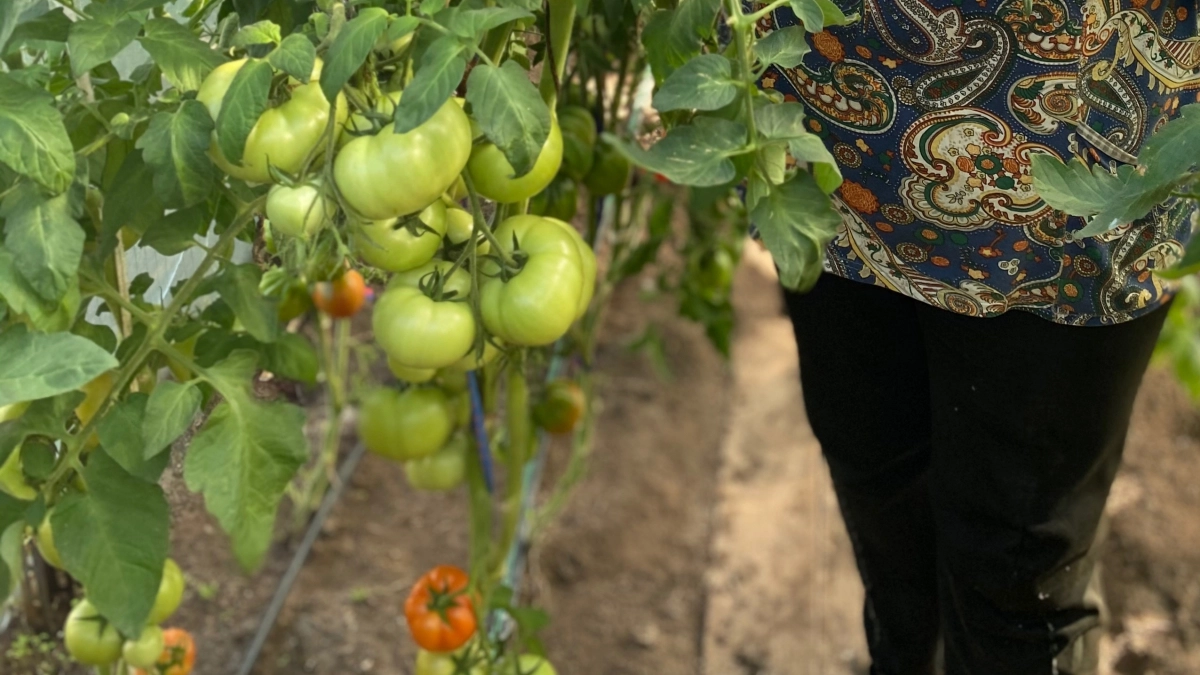 Всего 2 дня — и рассада томатов из «заморыша» превратилась в крепыша: делюсь, чем полила