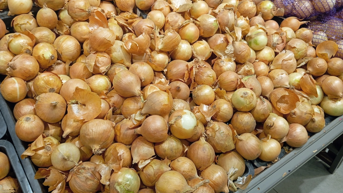 Кто пробует, потом жалеет, что раньше не делал: полная схема подготовки лука-севка весной к посадке