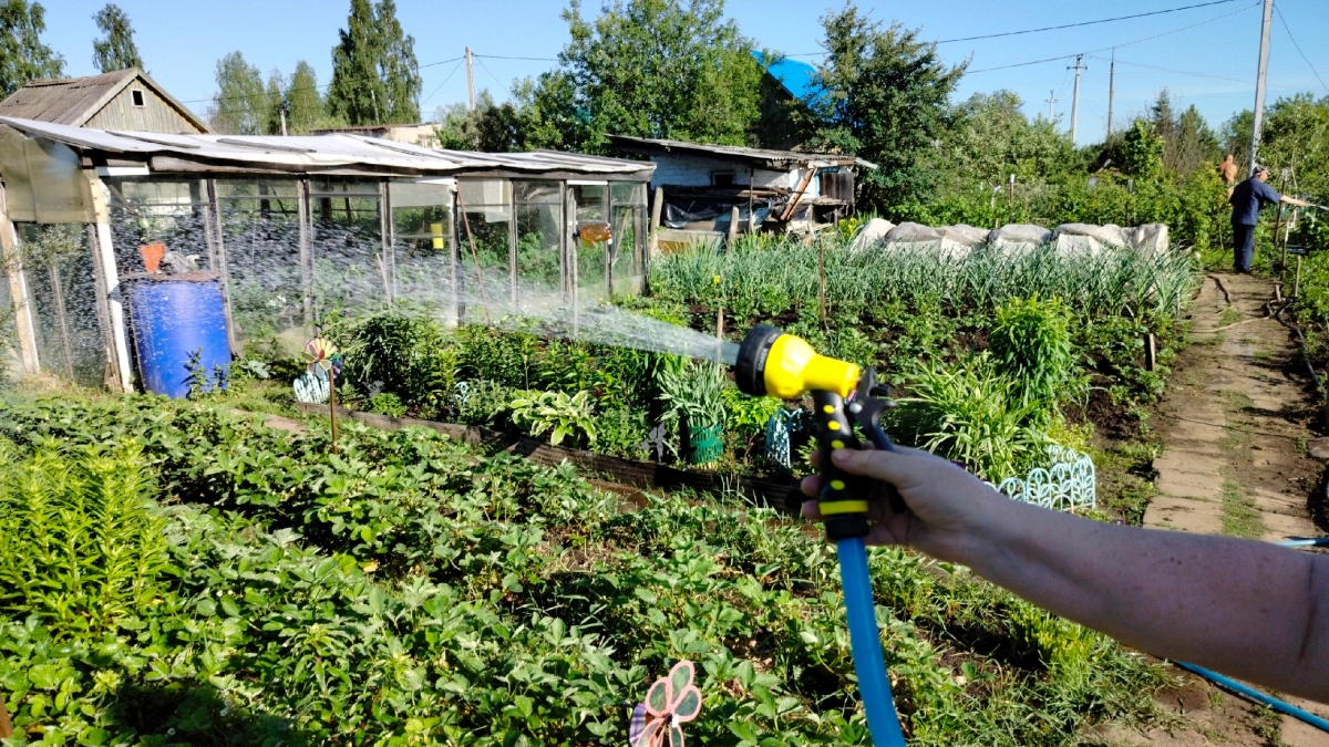 Больше не сею в грунты: нашла субстрат, где корни у рассады не растут — а прут. Даже перцы и томаты пошли наперегонки