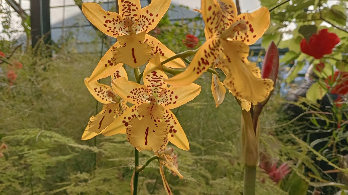 Никакой рассады, никаких хлопот: цветы, которые сею прямо в землю и забываю — цветут всё лето