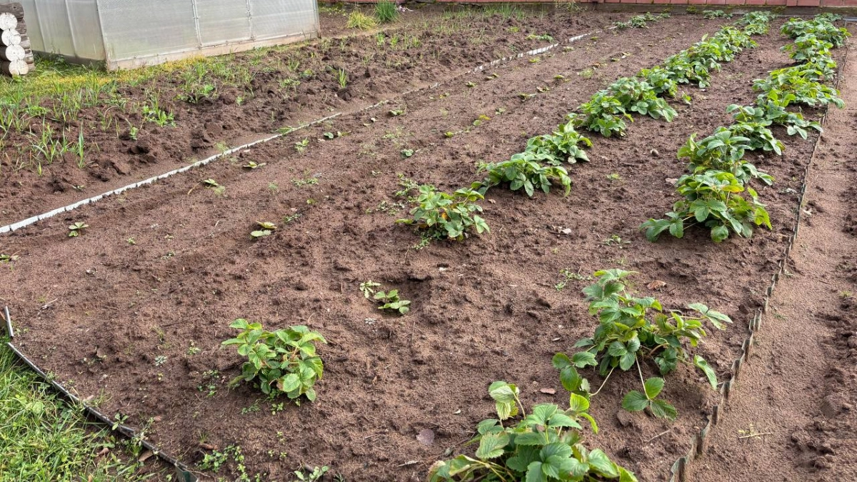 Снег сошёл – пора удобрить клубнику: чем подкормить грядку и что ещё сделать, чтобы ягода была крупная и сладкая