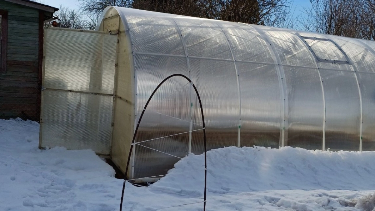 Зачем ушлые дачники ставят бочку с водой в теплицу: гениальная хитрость, чтобы защитить рассаду весной