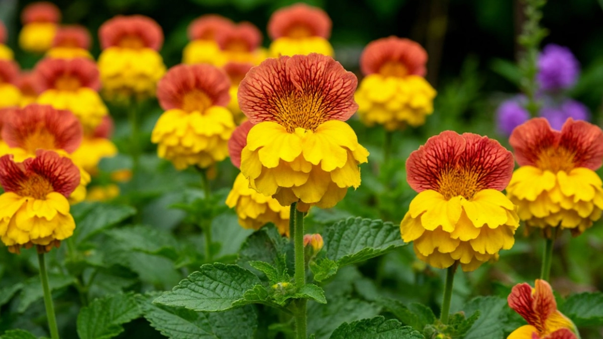 Тень их любовь: 7 цветов, которым не нужно солнце - красота неописуемая 