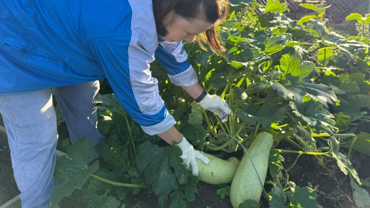 3 "золотых" сорта кабачков - их никому не отдаю, все съедаем сами