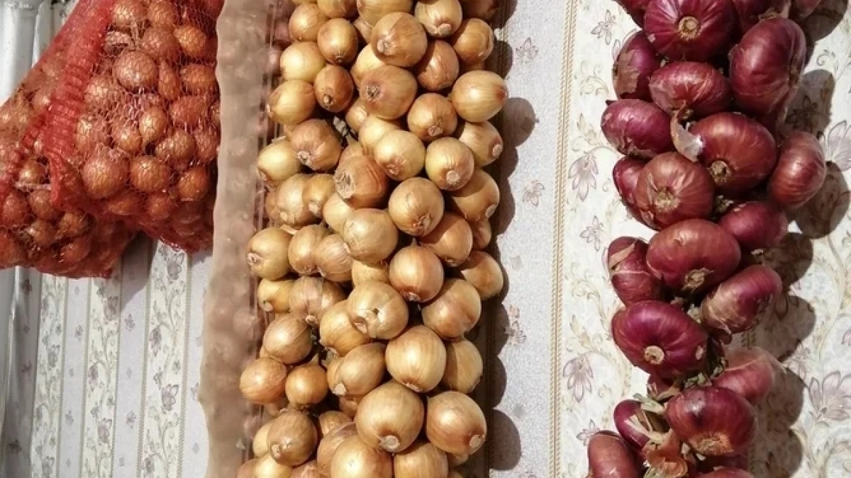 Пролила грядку весной — луковой мухи не видела весь сезон: пожелтевших перьев как ни бывало