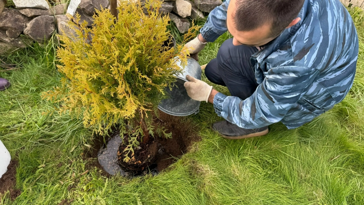 Газон для ленивых найден: по нему ходят, а он только крепче цветёт