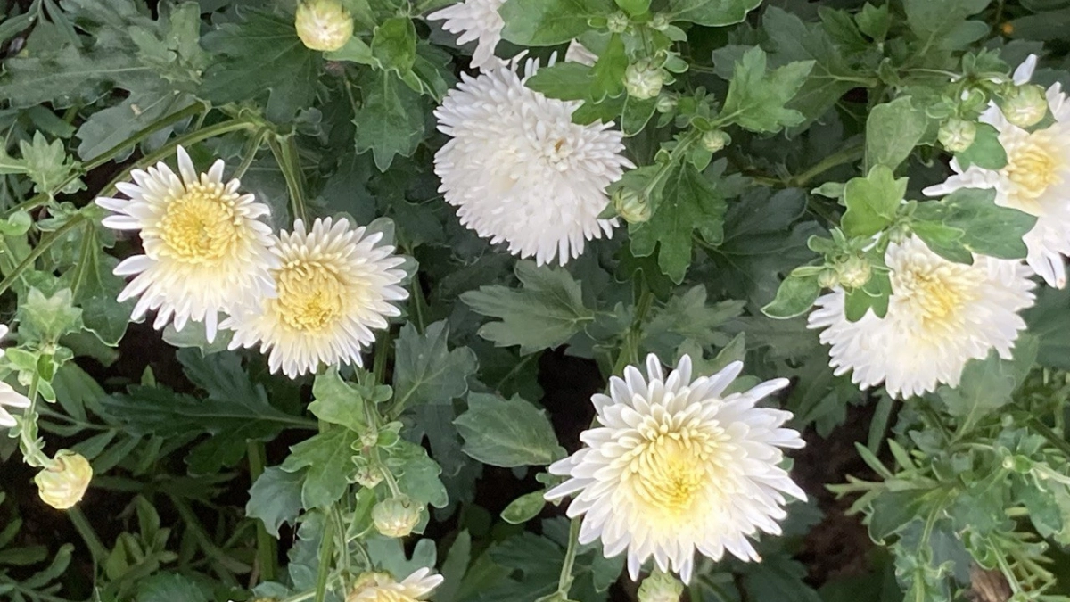 Аромат накрывает весь участок за считанные дни: цветок, который становится главным — растёт как на дрожжах и цветёт всё лето