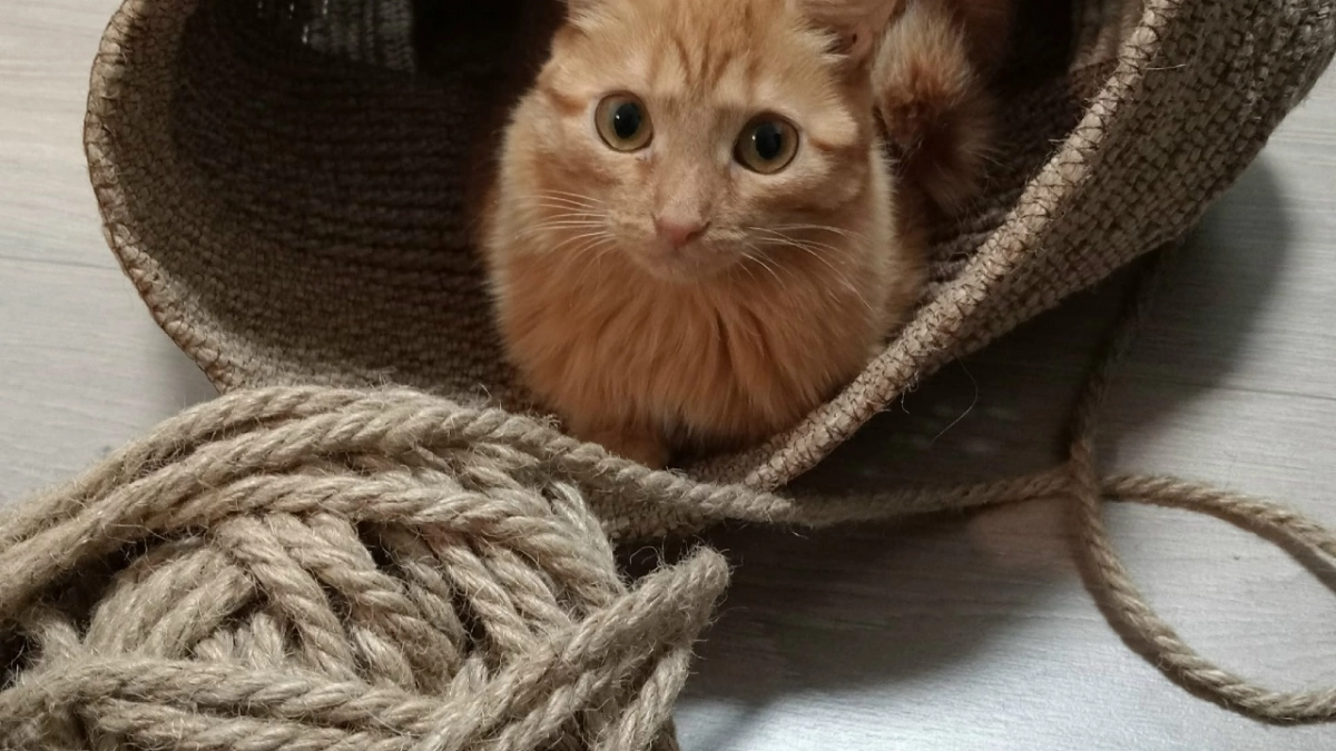 Не жалейте уличную кошку, если не хотите, чтобы она стала главной в доме. Объясняю почему