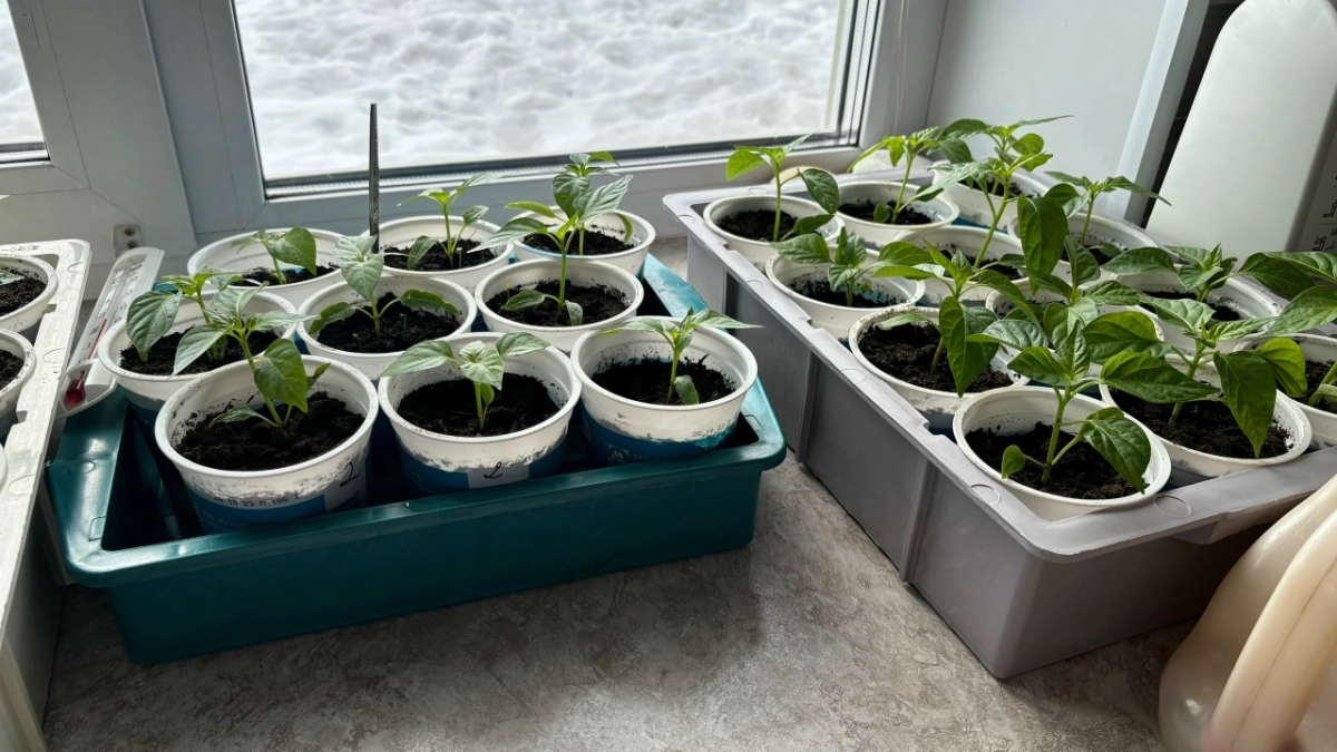 Всего 1 таблетка в литр воды — и рассада прёт щёткой: стебли толстые, корни мощные, даже без фитоламп