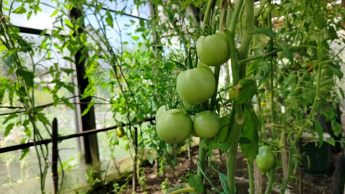 Всего одна горсть этого аптечного средства — и помидоры завалят урожаем, а фитофтора не подберется