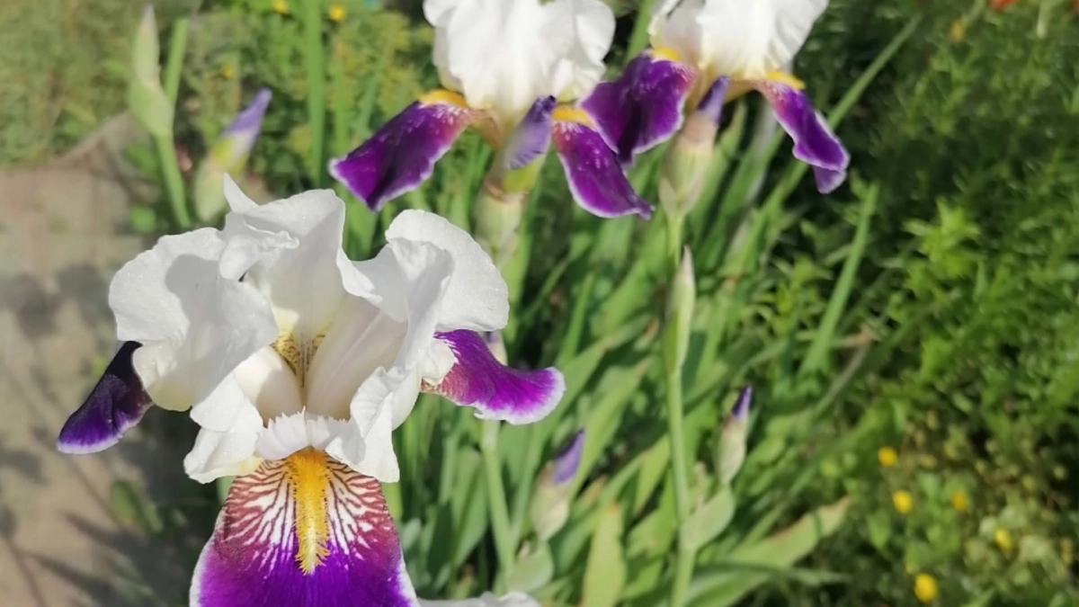 Этот многолетник из крошечного семечка превращается в куст с сотнями цветов. Соседи будут в шоке, а вам — никакой рассады