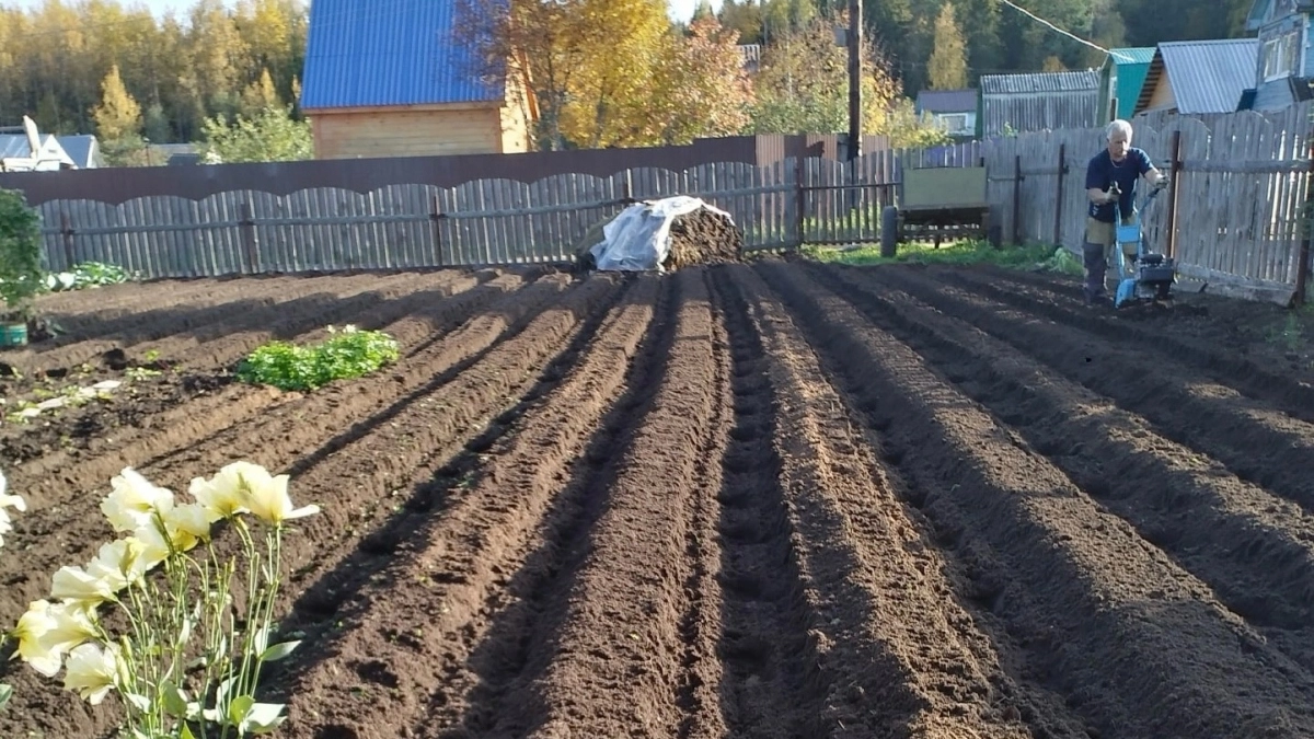 Сосед честно объяснил, зачем сажает 10 соток картошки, если она в магазине стоит копейки. Дело не в деньгах