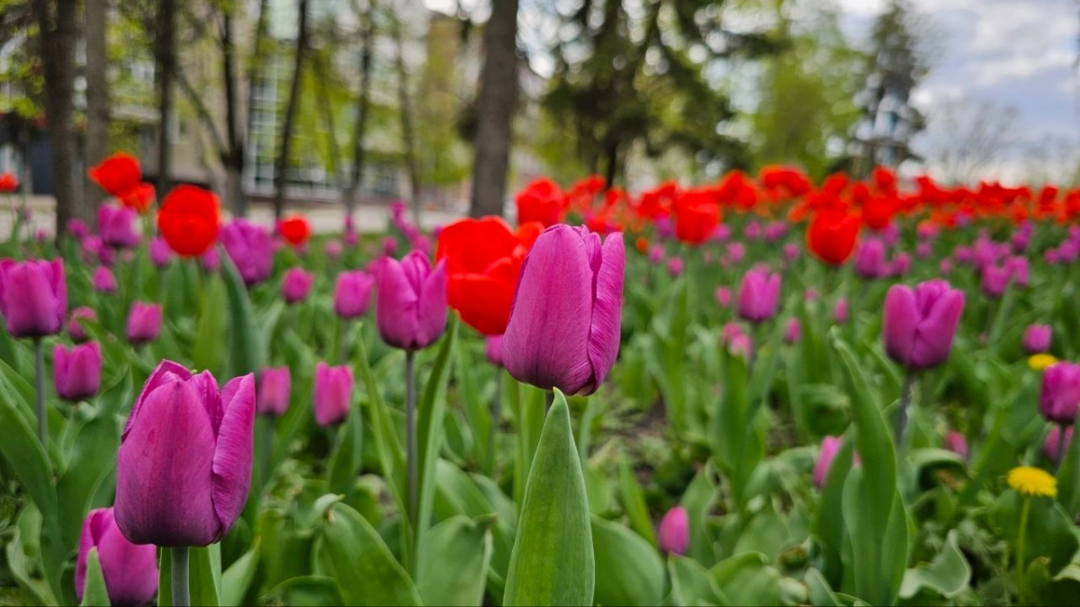 Секрет пышного цветения тюльпанов: как только проклюнутся, полейте этим копеечным раствором — и клумба будет ярче, чем у соседей