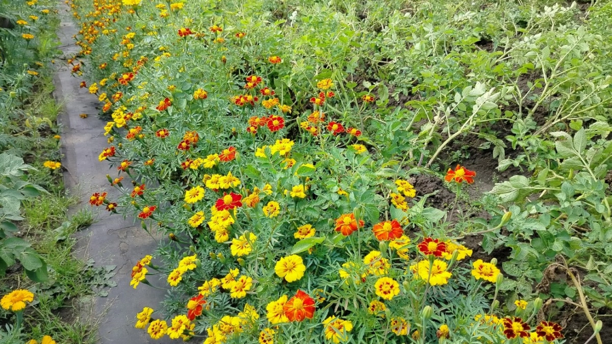 Нельзя сажать бархатцы в огороде - на это есть 7 причин: умные дачники уже давно от них отказались 