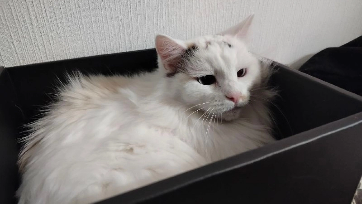 Почему кот после туалета носится по квартире с выпученными глазами и поднятым хвостом: у этого «тыгдыка» есть 4 научные причины