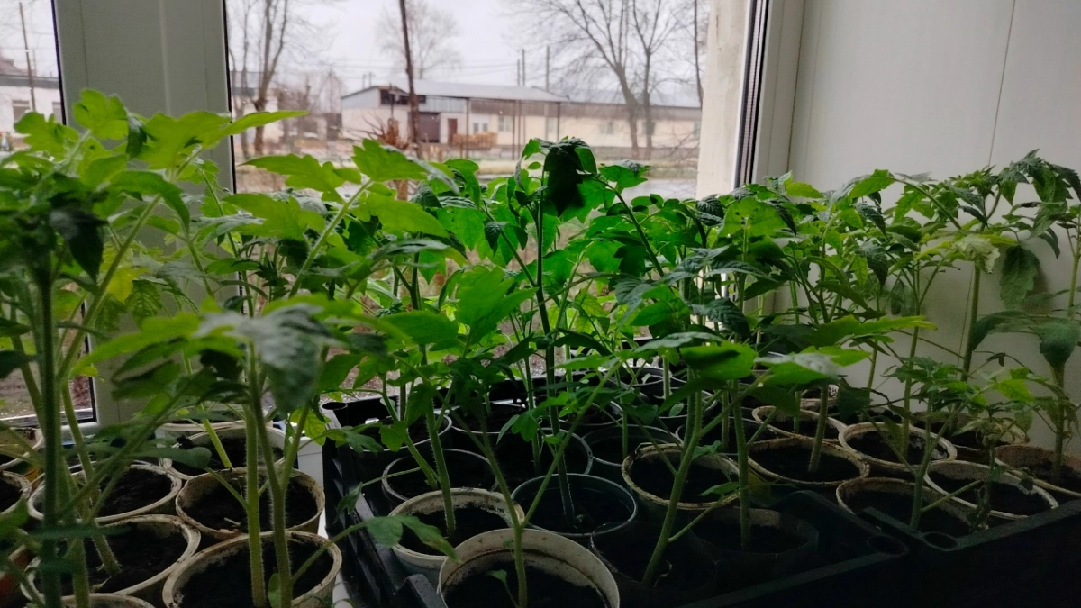 Молодая рассада балдеет после «таёжной» подкормки из 1 листочка: стебель толстеет, а урожай утраивается