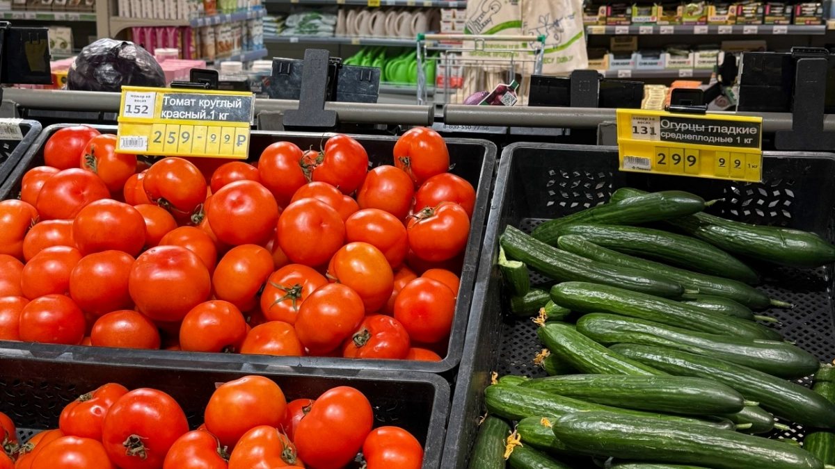 Семена этого сорта томатов на будущий год разобрали всего за 17 минут. Сажаю 11 кустов, а собираю почти 120 кг томатов — и это не миф