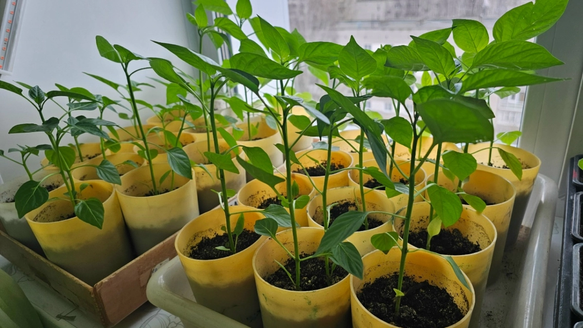 Корни рассады томатов как ниточки: 3 главные причины и 5 способов сделать их мощными