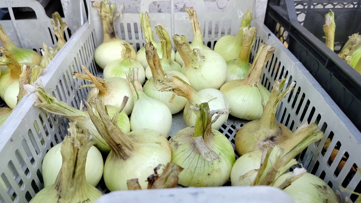 «Я торгую луком 30 лет»: бабушка на рынке раскрыла главный секрет, чтобы севок не уходил в стрелку