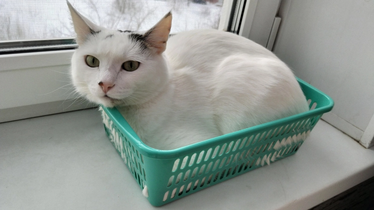 Кот разносит гранулы по всему дому: эти лайфхаки от опытных владельцев решат проблему раз и навсегда