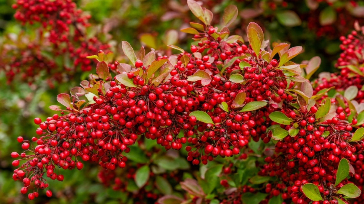 Эффектный сад: 12 кустарников для живой изгороди - неприхотливые, но очень красивые