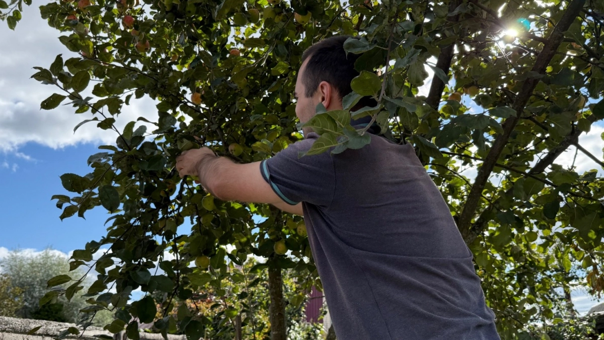 3 идеальные яблони для вашего сада: подходят для всего и дают урожай 10 месяцев подряд