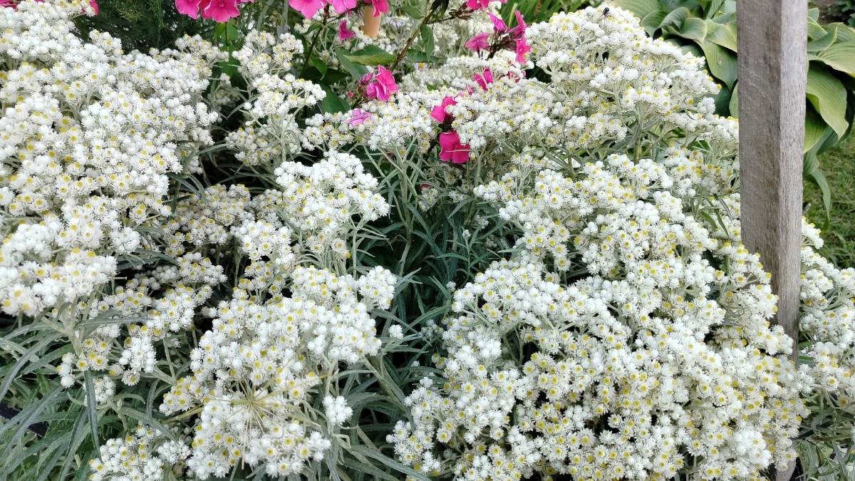 Глина зацветёт: 5 растений, которые превратят ваш пустой грунт в райский сад