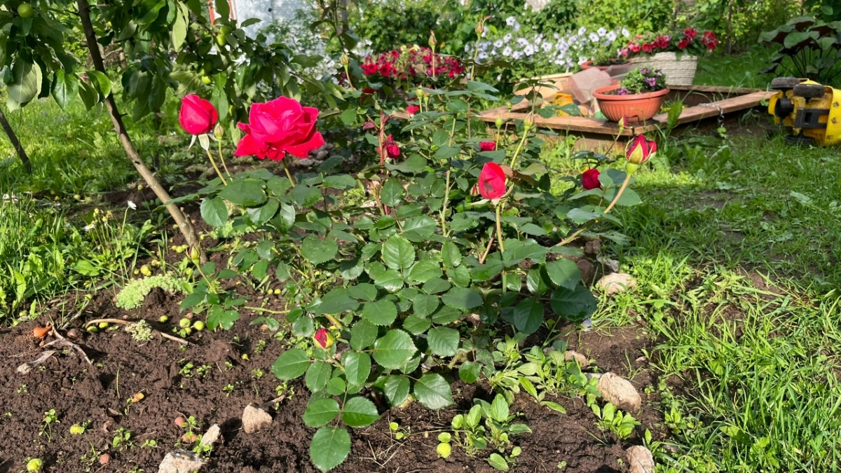 Простилась с огородом навсегда и не жалею. Моя боль и исповедь: как я перестала жить ради грядок и начала жить для себя