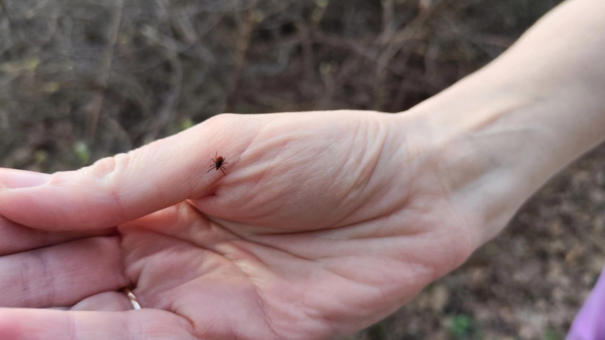 В это время клещи кусают как бешеные - активность зашкаливает: вот как защититься