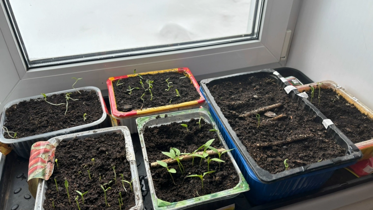 Перестаньте подсвечивать круглосуточно: 2 действия в конце марта, которые сделают рассаду коренастой как у бывалых агрономов