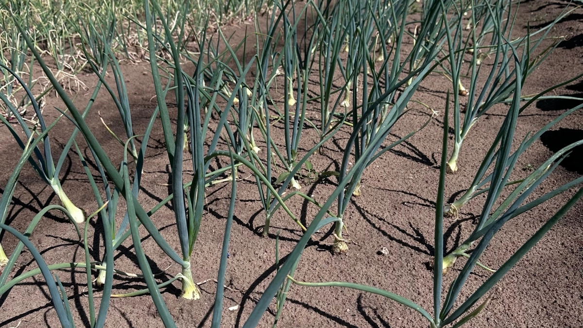 8 лет подряд получаю лук по полкило: голландский метод проращивания, который я держу в секрете от соседей