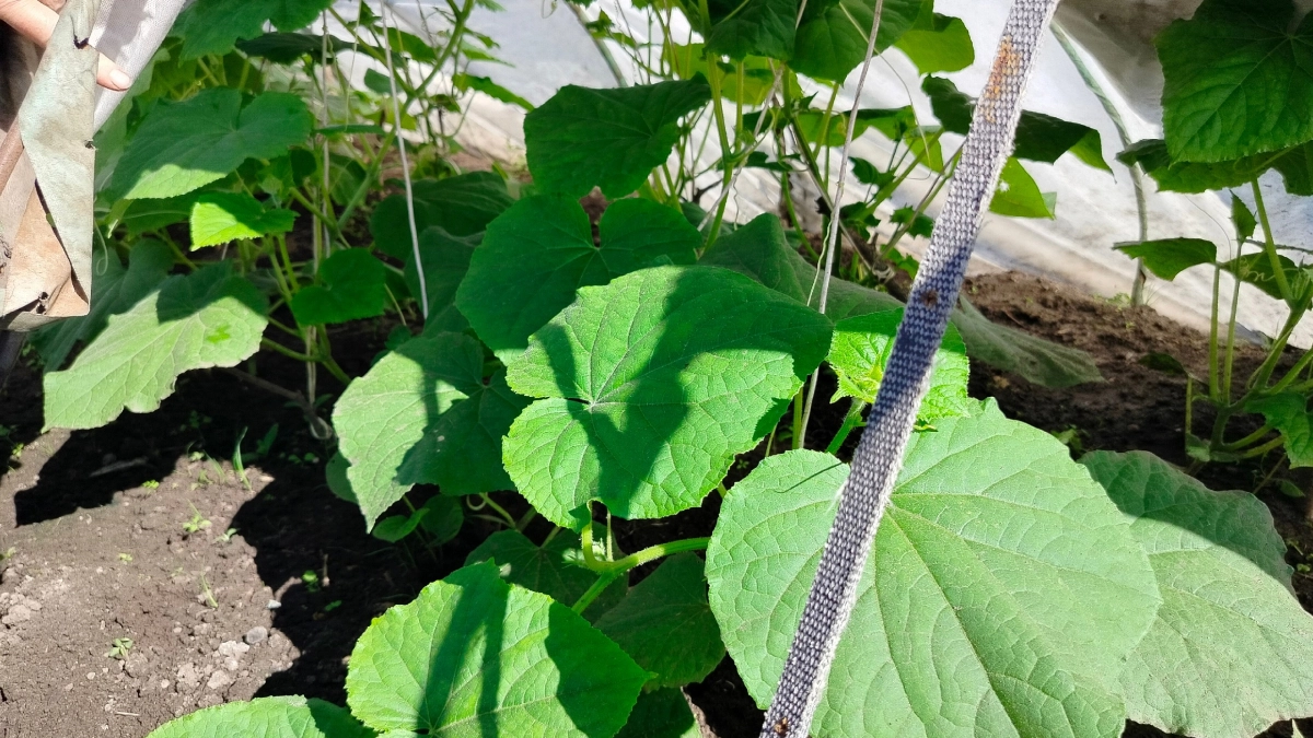 Всего 1 ложка этого раствора — и рассада огурцов не вытягивается, растет коренастой даже без подсветки