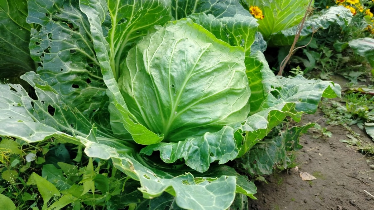 В Китае дачники поливают капусту соленой водой - попробовала и ахнула: кочаны мощные - в 3 раза крупнее