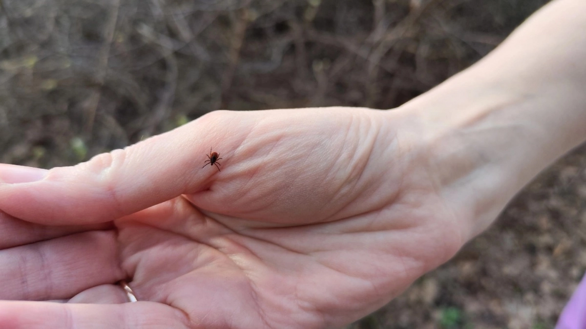 Клещи в страхе бегут с участка - дедушка рассказал, как они боролись с кровососами: копеечный метод, зато работает 