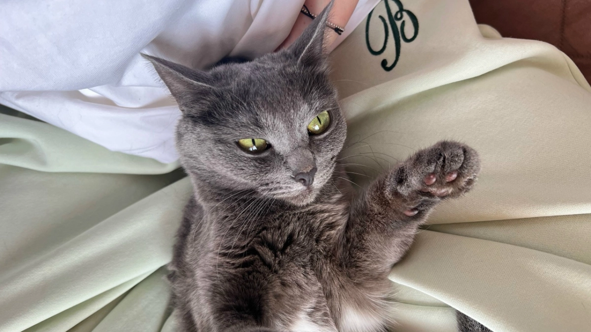 Почему кошка пьёт из вашей кружки, а не из миски — что на самом деле происходит