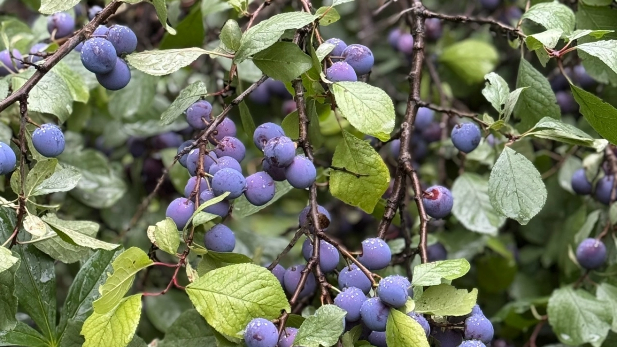 Снег сошёл — подкормите сливу и вишню: 2 стакана под дерево, и плодов будет столько, что ведер не хватит