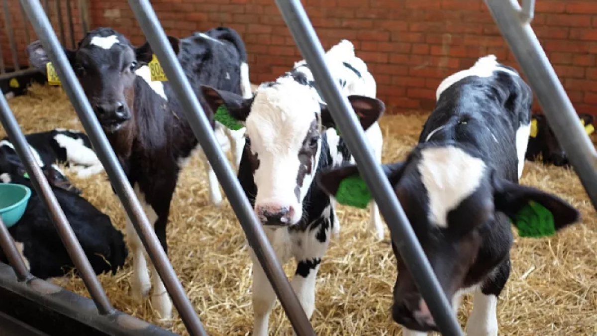 Появился топ-5 районов Кировской области по надоям молока за сутки