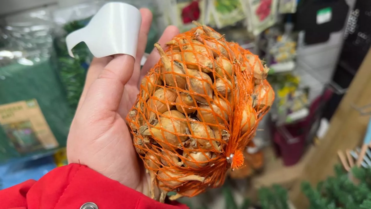 Март — время готовить лук к посадке: 4 обязательных шага, чтобы севок не стрелковался и дал крупные головки