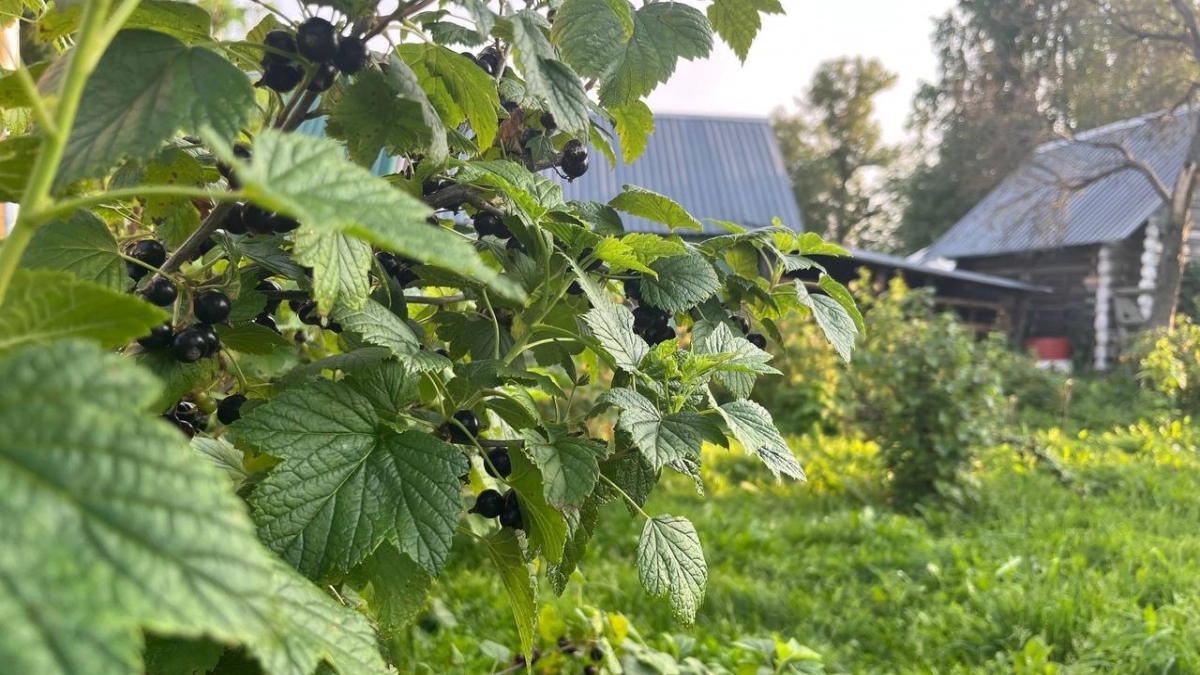 Мелкая и кислая смородина в прошлом. Всего 3 ложки сделают ягоду крупной и сладкой на каждом участке