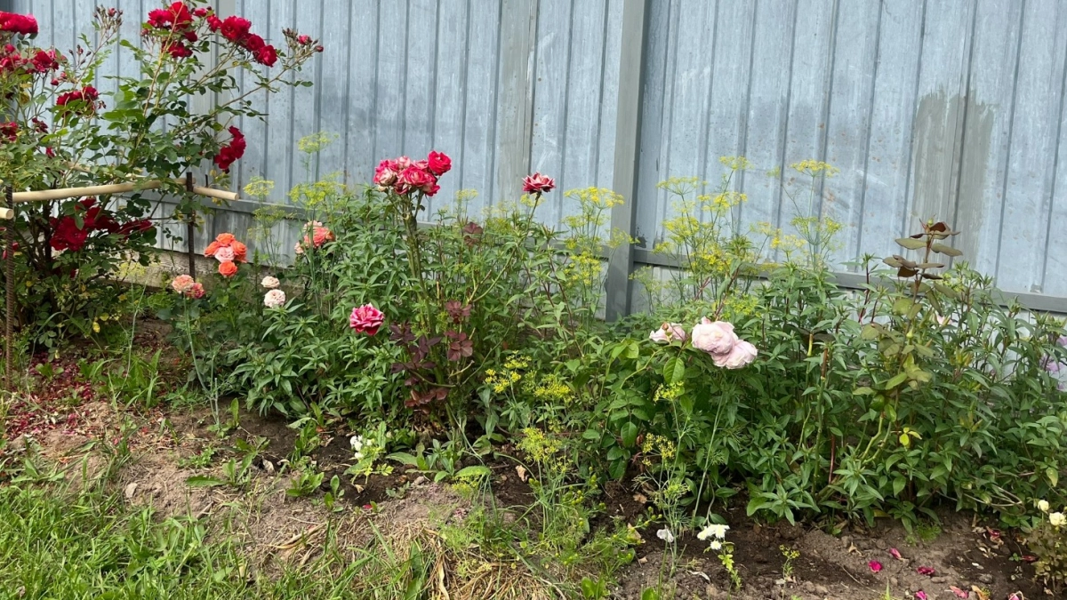 4 растения, которые лучше не сажать на даче и в огороде - иначе быть беде: вывести нереально