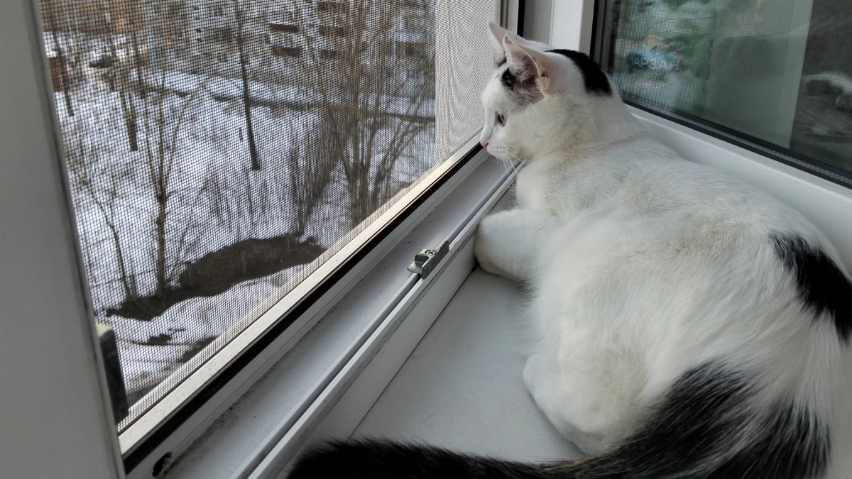 Почему кошки любят спать с человеком: 3 главные причины - о них следует знать