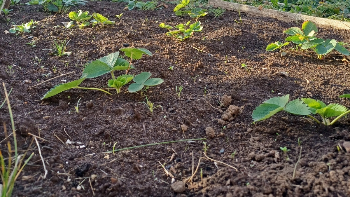 Весенняя подкормка клубники: что рассыпать сразу после схода снега, чтобы ягоды были крупными, а кусты не болели