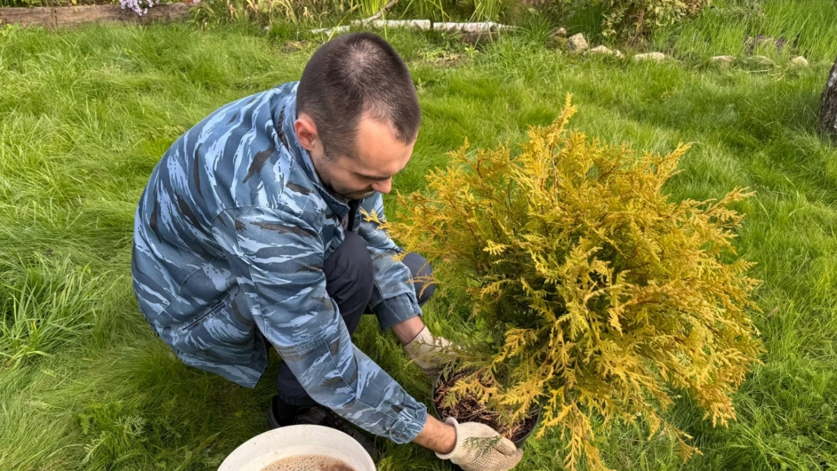Туям после схода снега - нужно обязательно: иначе пожелтеют и высохнут - дачники об этом даже не догадываются