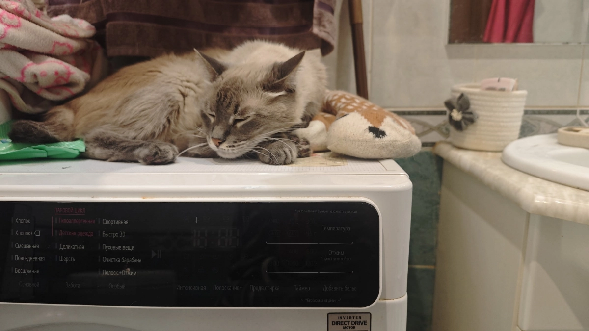 Почему в лотке стиральной машины 3 отсека, если обычно используют только порошок и кондиционер: ответ спасет ваши вещи