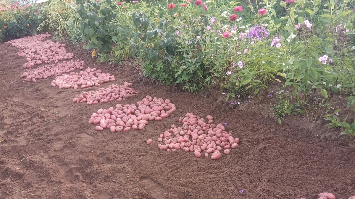 Красный картофель захватывает грядки: лучшие сорта, которые выбирают дачники в 2026 году