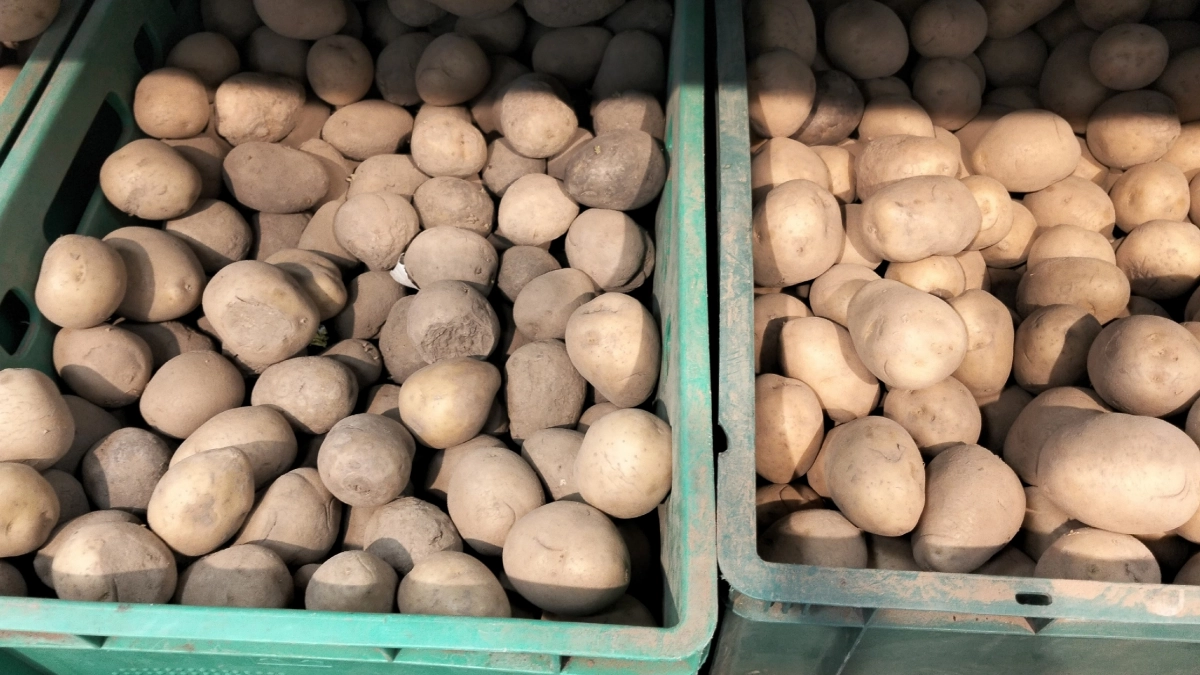 Как победить паршу на картофеле: эффективные обработки, устойчивые сорта и опасность извести