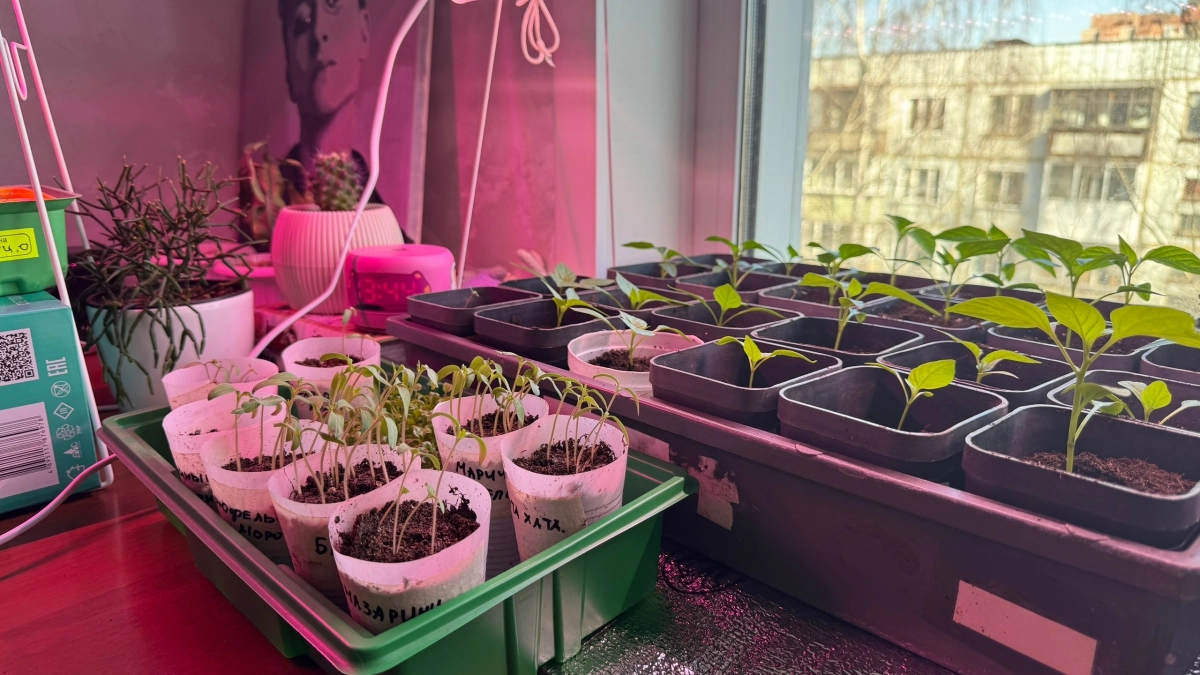 Огородники используют это каждый год: 7 способов с туалетной бумагой для сильной рассады